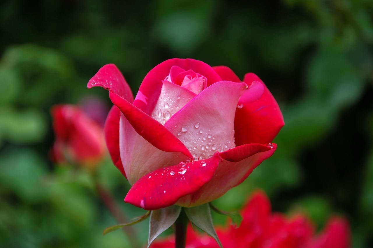 garden-rose-red-pink-56866-56866